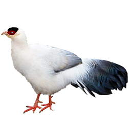 White-eared Pheasant